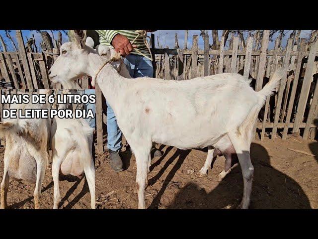 FEIRA DE CARNEIROS E CABRAS NA VILA JERIMUM T.N-PE 22/12/2024