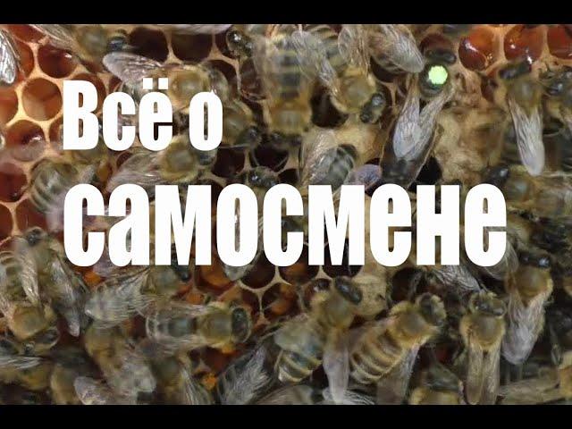 Всё о случаях самосмены пчеломатки