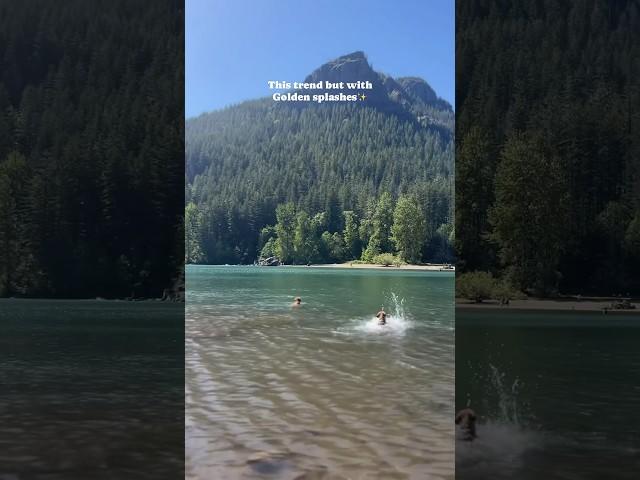 If there’s a body of water, it must be splashed in‍️ #swimmingdog #goldenretriever #dogshorts