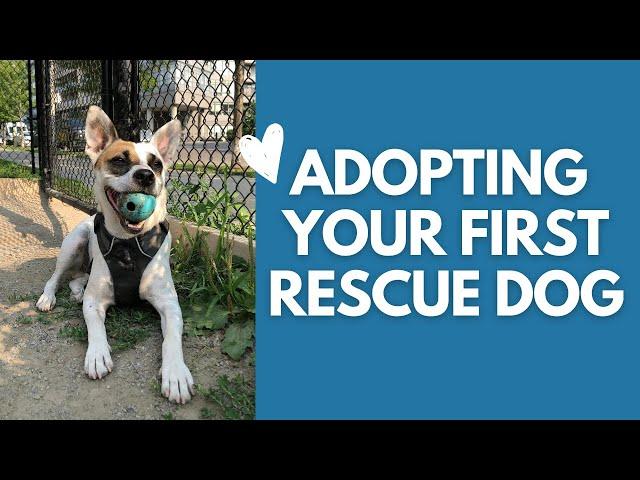 THINGS YOU *MUST* KNOW BEFORE ADOPTING A DOG! 