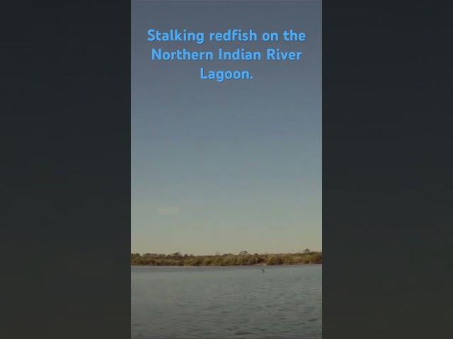 Stalking redfish on the North Indian River Lagoon #redfish #fishing #kayakfishing #floridafishing