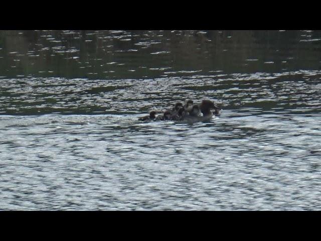 Harle bièvre femelle avale un gros poisson