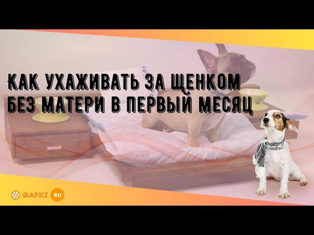 Как ухаживать за щенком без матери в первый месяц