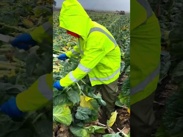 unknown vegetable tree cutting skill  #vegetables #fruit #tiktok #viral #shorts #trending #ff #news