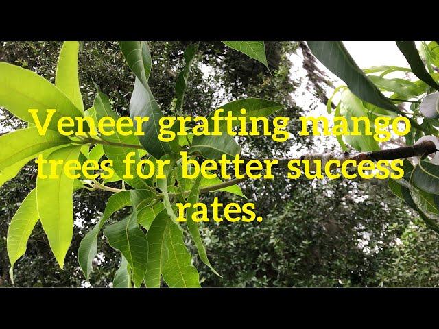 How to veneer graft mango trees @andrebaptiste