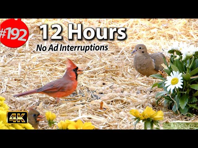 12 Hr. Uninterrupted Cat TV  Best of Compilation Song Birds & Squirrels No Ads @LensMyth