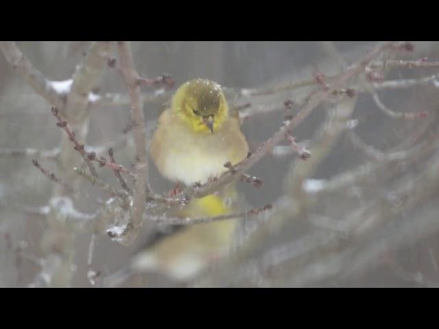 Relaxing Winter Birds set to Classical Music