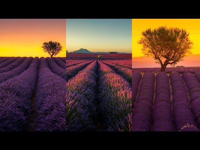 THE BUCKET SHOT!  - How I shot the Lavender Field in FRANCE