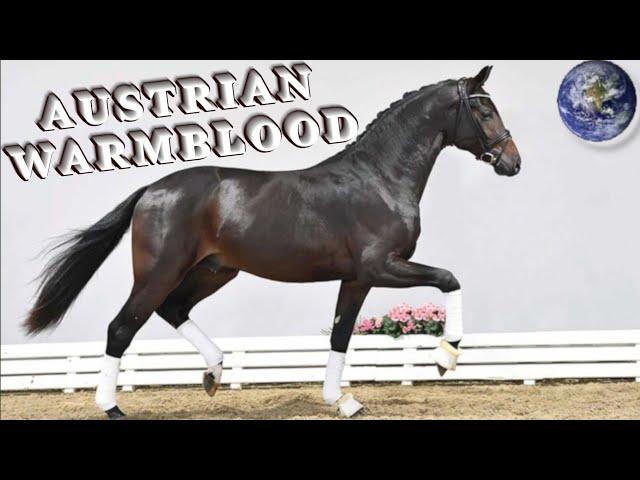 TOP Beautiful Austrian Warmblood Horse in the World!