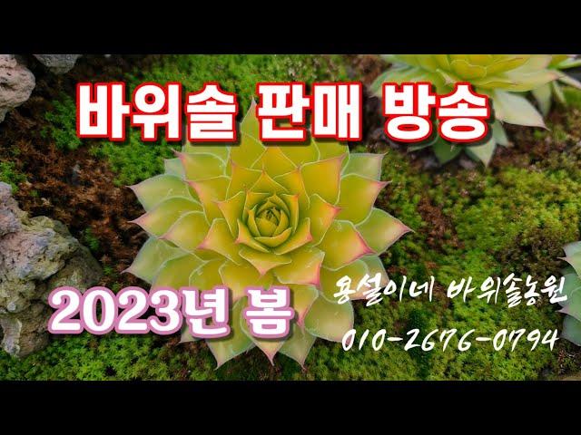 용설 바위솔 판매 택배주문 2023년봄(이곳을 눌러보세요)