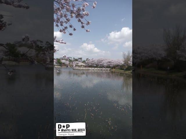 #Shorts | 면천골정지 | 골정지벚꽃 | 당진벚꽃명소 | awesome cherry blossoms