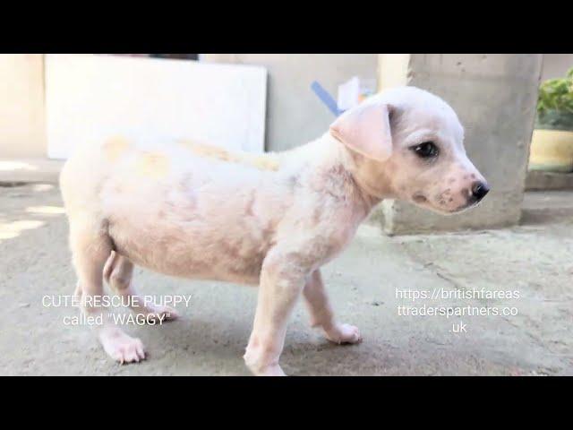 CUTE RESCUED PUPPY called "WAGGY"