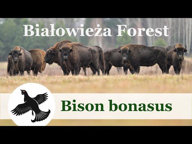 European bison (Bison bonasus) from Białowieża Forest | Poland