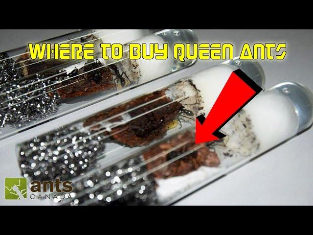 Where to Buy Queen Ants | Getting Started in Ant Keeping 101