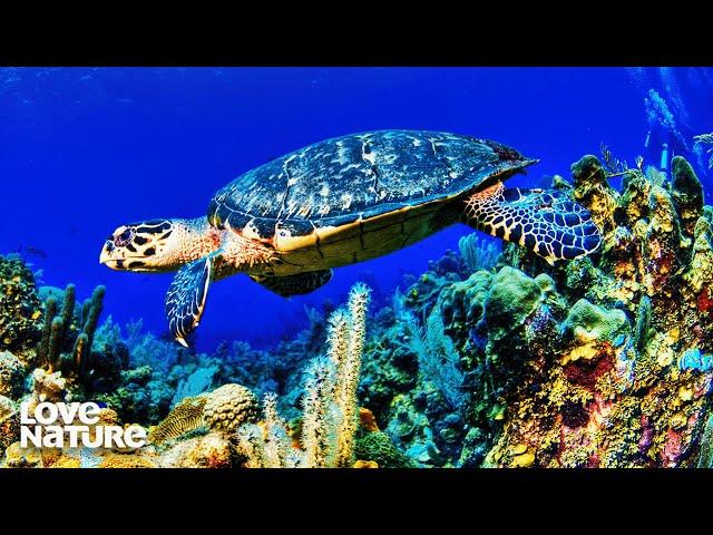 Destructive Fishermen Uses Explosive to Catch Fish | Great Blue Wild 205