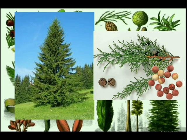 Види рослин. Відео для дітей. / Types of plants. Videos for children.