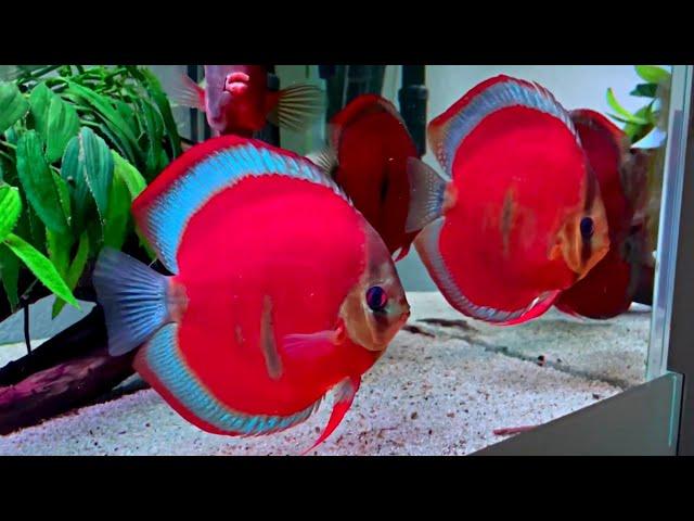 Blue Rim Red Cover Discus Fish | Most Beautiful Super Red Discus Aquarium