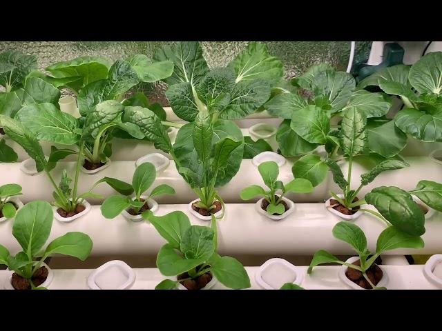 VIVOSUN Hydroponics - 2 MONTH REVIEW