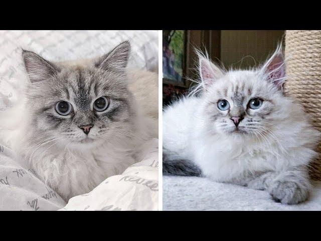 Siberian Kitten Growing Up | Cutest Moments Compilation