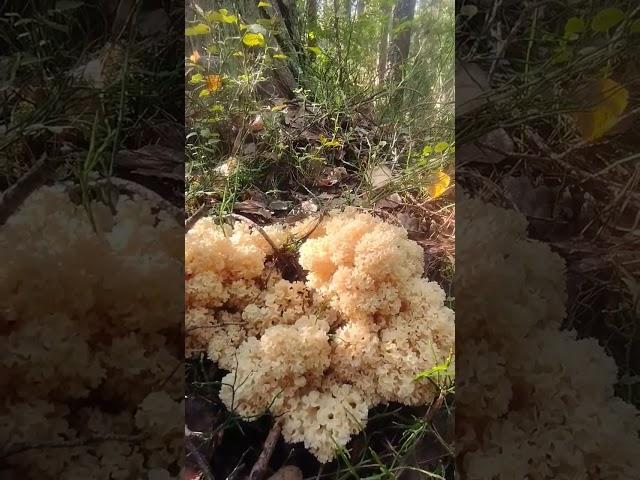 ДУЖЕ РІДКІСНИЙ ГРИБ, ЗАНЕСЕНИЙ ДО ЧЕРВОНОЇ КНИГИ УКРАЇНИ.#гриби #mushrooms #грибы #тихеполювання