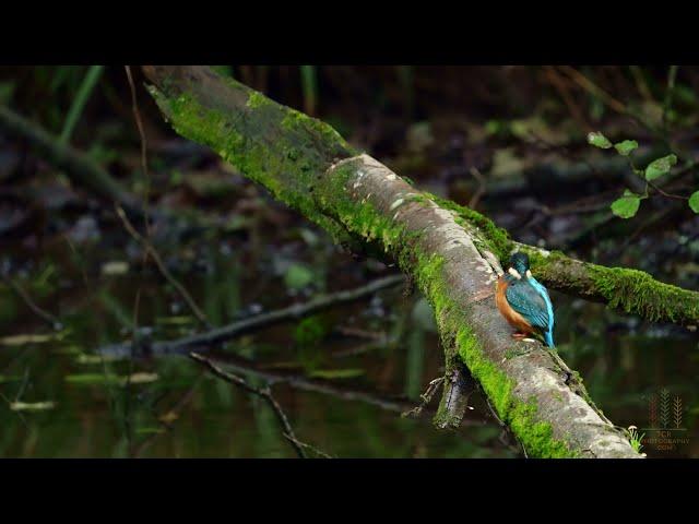 A day at the Lake | Wildlife photography | Sony A9 and 200-600mm