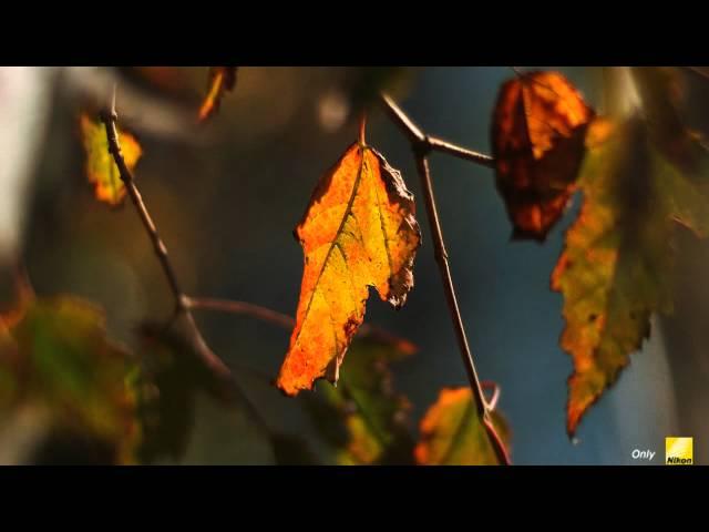 AUTUMN @ Photobank