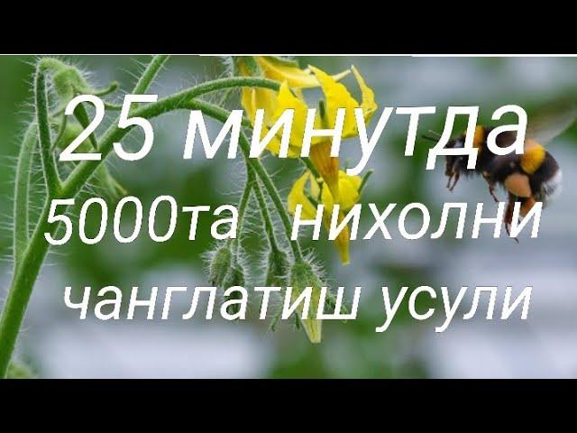 Помидорни энг осон ва тез чанглатиш усули. Самый простой и быстрый способ опыления помидоров