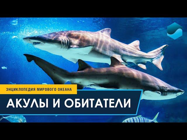 Акулы и обитатели Главного морского аквариума 0+