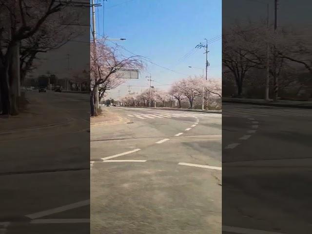 Beautiful spring in Korea #shorts #beautiful #spring #happy #like #life  #subscribe #smile #korea