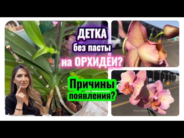 Вырастить ДЕТКУ на орхидеи БЕЗ ПАСТЫ? Причины появления ДЕТОК на #орхидеи #orchid #video