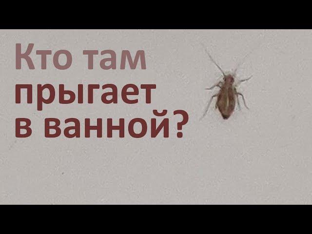 Ваши маленькие прыгающие насекомые из ванной или туалета - сеноеды