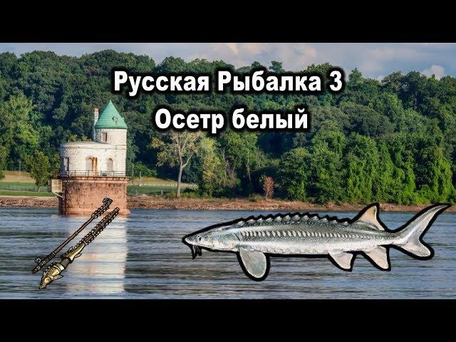 Русская Рыбалка 3. Осетр белый. Редкости рр3