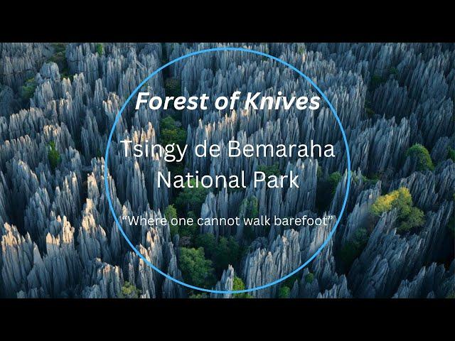 Forest of Knives | Tsingy de Bemaraha | Madagascar | Unexplored | Adventurous