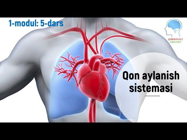 Qon aylanish sistemasi-yurakning anatomiyasi || Қон айланиш системаси-юракнинг анатомияси