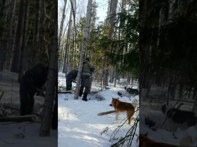 опасная охота на медведя с берлоги