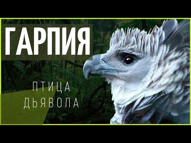 Птица дьявола! почему индейцы ее боялись? Южноамериканская гарпия