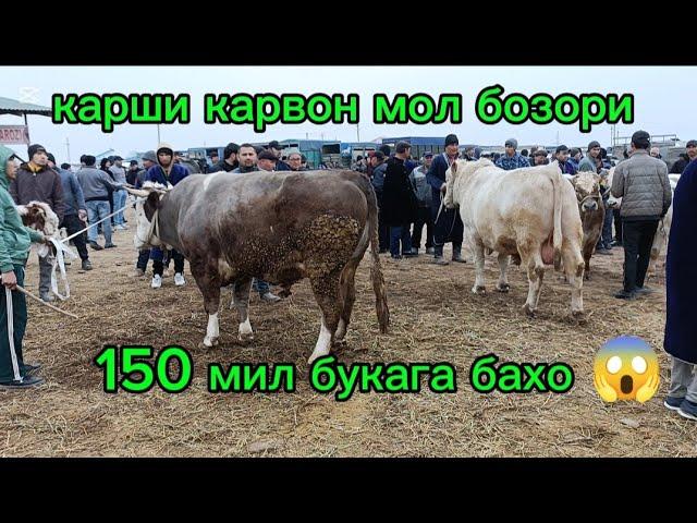 Букачалар новвоз Зотдор карши карвон мол бозори  9 ,03,2025 нархларда танишамиз