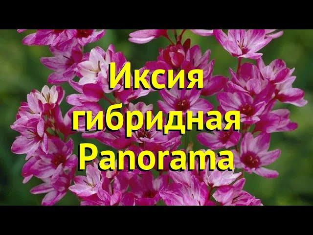 Иксия гибридная Панорама. Краткий обзор, описание характеристик ixia hybrid Panorama