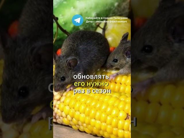 Мыши и крысы теперь даже носа не показывают. Я им показал, кто в доме хозяин #дача#огород#вредители