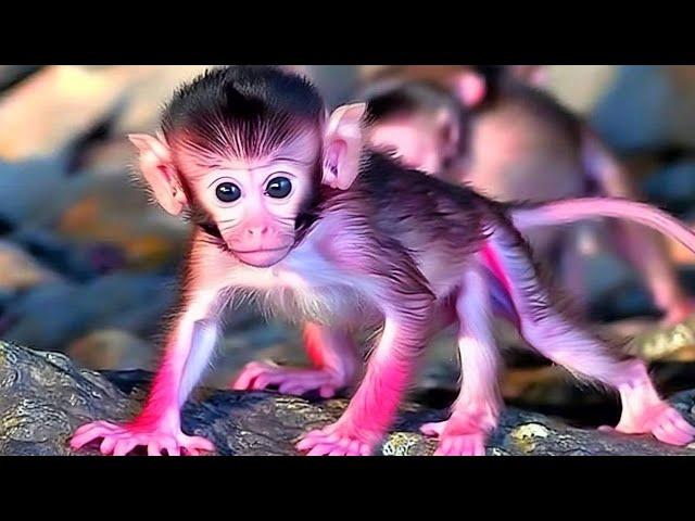 OMG! Oh...! Look! Adorable monkey baby in the wild