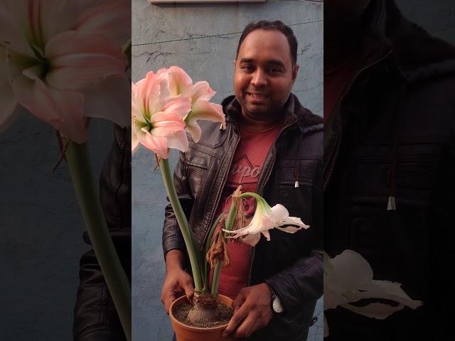 Amaryllis in Bangladesh