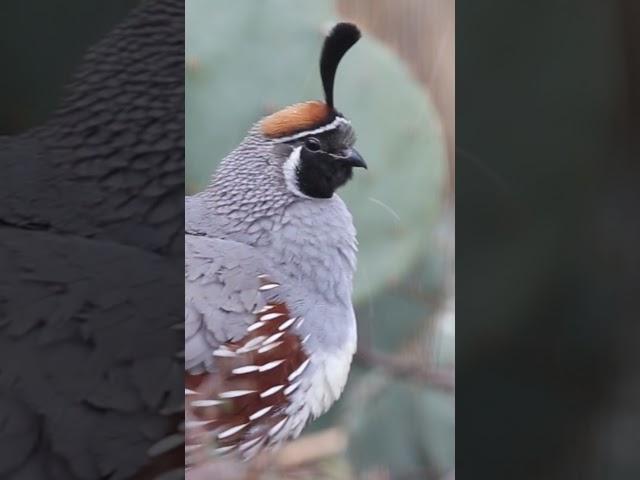 Quail Top Knot  #quail #birds #birdlovers #birdnerd #desertlife #shorts #shortsfeed