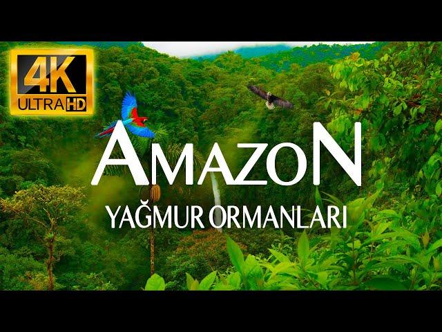 4K AMAZON RAIN FORESTS | RELAXING NATURE AND MUSIC VIDEO