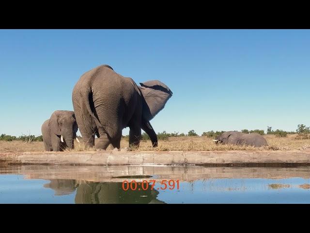 7 second Elephant Fart