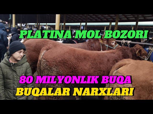 PLATINA MOL BOZORI BUQALAR NARXLARI NARXLAR YONDI BOZORDA OLOV SAVDOLAR AVJIDA