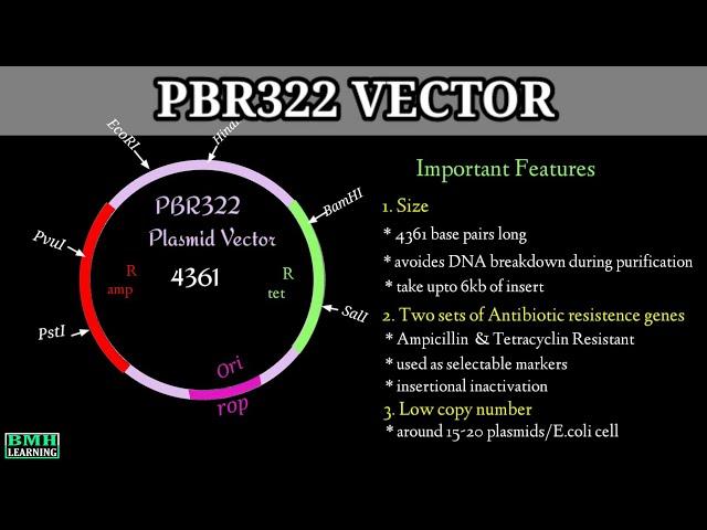 pBR322 Plasmid Vectors | Cloning Vectors | What Is A Plasmid |