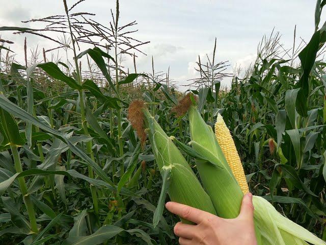 Сладкая кукуруза на початок, гибрид Турбо. Sweet corn on the cob, Turbo hybrid.