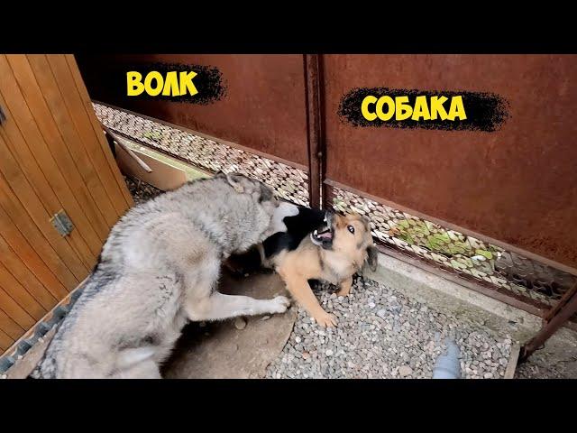 Нападение волка на собаку. Волки атакуют. Родители в гостях, питбуль Спайк встречает!! Питбуль Кияра