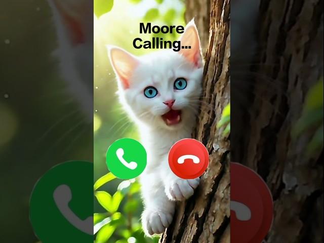 Moore calling #ringtone  #youtube #cat #youtubeshorts #cutecat #calling #viral #kitten #best #new