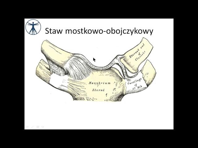 Obręcz kończyny górnej PL